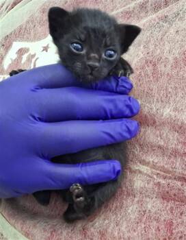 Domestic Short Hair Cats Available for Adoption in Dallas, Texas - IGUANA | PetCurious