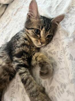 Seneca -  Domestic Short Hair Cat for Adoption in Chicago, Illinois - Seneca | PetCurious
