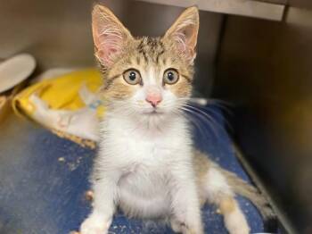 KYLO REN -  Domestic Short Hair Cat for Adoption in Fort Wayne, Indiana - KYLO REN | PetCurious