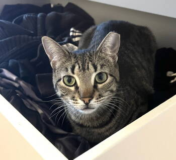 Rescue Domestic Short Hair Cats for Adoption - Destiny | PetCurious