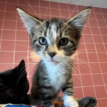 Beezus -  Domestic Short Hair Cat for Adoption in Cedar Rapids, Iowa - Beezus | PetCurious