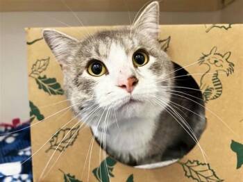 Domestic Short Hair Cats Available for Adoption in Brentwood, Missouri - LEO | PetCurious