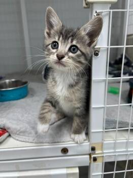 Domestic Short Hair Cats Available for Adoption in Brookings, Oregon - Mia | PetCurious