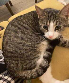 Domestic Medium Hair Cats Available for Adoption in Calera, Alabama - Layla | PetCurious