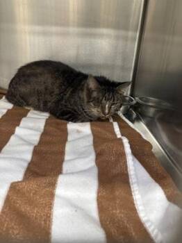 Buster -  Domestic Short Hair Cat for Adoption in Cincinnati, Ohio - Buster | PetCurious