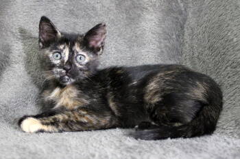 Rescue Calico and Domestic Short Hair Cats for Adoption in Buford, Georgia - Marey | PetCurious
