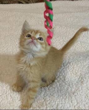 Rescue Domestic Medium Hair and Tabby Cats for Adoption in Liverpool, Texas - Maize | PetCurious