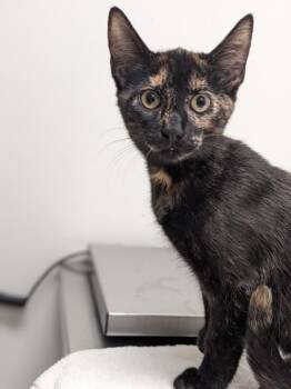 Rescue Domestic Short Hair Cats for Adoption in Cleveland, Ohio - Crochet | PetCurious