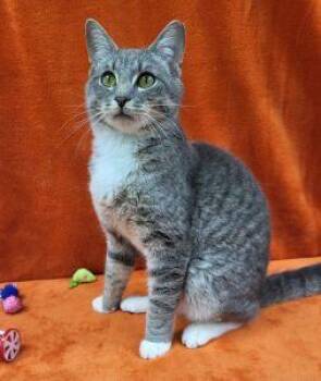 Buck -  Domestic Short Hair Cat Available for Adoption in Bucyrus, Ohio - Buck | PetCurious