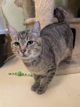 Rescue Domestic Short Hair Cats for Adoption in Newburgh, Indiana - Chiffon | PetCurious