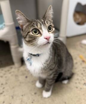 SHARK -  Domestic Short Hair Cat Available for Adoption in Leesburg, Virginia - SHARK | PetCurious