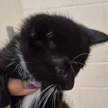 Dip -  Domestic Short Hair Cat for Adoption in Lake Panasoffkee, Florida - Dip | PetCurious