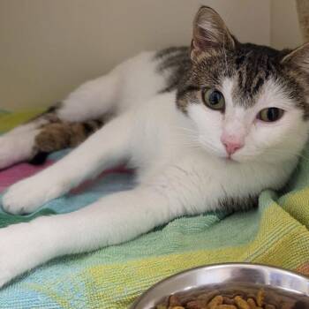 Kyoko -  Domestic Short Hair Cat for Adoption in Waynesboro, Pennsylvania - Kyoko | PetCurious