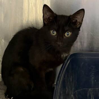 Kikio -  Domestic Short Hair Cat for Adoption in San Antonio, Texas - Kikio | PetCurious