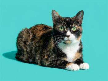 BABY -  Domestic Short Hair Cat for Adoption in Jacksonville, Florida - BABY | PetCurious