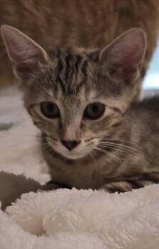 Atalanta Nova (Tally or Miss Nova) -  Calico and Tabby Cat for Adoption in Dallas, Texas - Atalanta Nova (Tally Or Miss Nova) | PetCurious