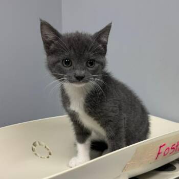 Domestic Short Hair Cats Available for Adoption in Columbus, Georgia - Blue Bell 2344 | PetCurious
