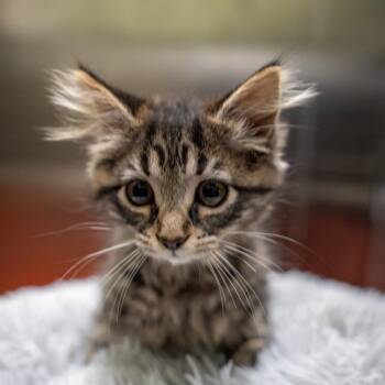 Maxene -  Domestic Medium Hair Cat for Adoption in Gainesville, Georgia - Maxene | PetCurious