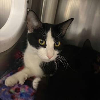 Domestic Short Hair Cats Available for Adoption - String Bean | PetCurious