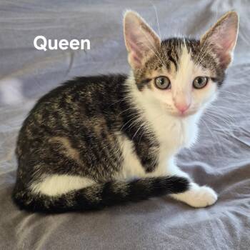 Queen -  Domestic Short Hair Cat for Adoption in Matteson, Illinois - Queen | PetCurious