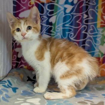 Domestic Short Hair Cats Available for Adoption - Mochi | PetCurious