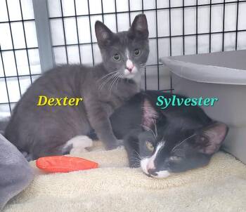 Sylvester -  Domestic Short Hair Cat for Adoption in Diamond Springs, California - Sylvester | PetCurious