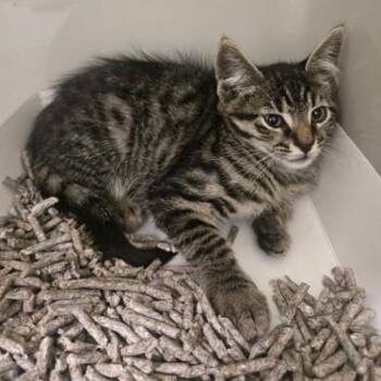 Pico -  Domestic Short Hair Cat for Adoption in Phoenixville, Pennsylvania - Pico | PetCurious