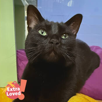 Rescue Domestic Short Hair Cats for Adoption in Pittsburgh, Pennsylvania - Wednesday | PetCurious