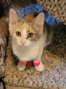 Ruby -  Domestic Short Hair Cat Available for Adoption in Las Vegas, Nevada - Ruby | PetCurious