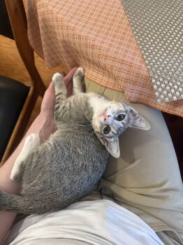 Happy -  Domestic Short Hair Cat for Adoption in Fort Belvoir, Virginia - Happy | PetCurious