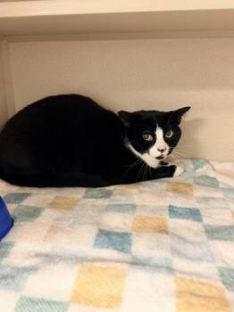 Domestic Short Hair Cats Available for Adoption in Bowling Green, Kentucky - Charlie Bonded W/ Nala | PetCurious