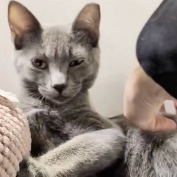 Rescue Domestic Medium Hair Cats for Adoption in Lakewood, California - Pacific | PetCurious