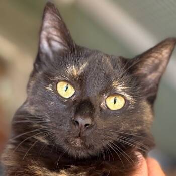 Rescue Domestic Long Hair Cats for Adoption in Boerne, Texas - Rumor Has It | PetCurious