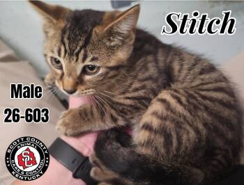 Stitch -  Domestic Short Hair Cat for Adoption in Georgetown, Kentucky - Stitch | PetCurious