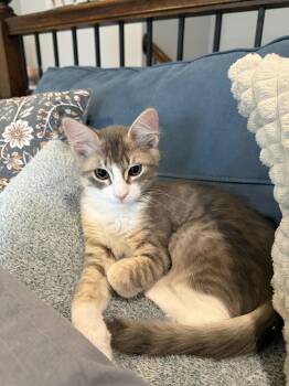 Fifi -  Domestic Short Hair and Domestic Medium Hair Cat for Adoption in Houston, Texas - Fifi | PetCurious