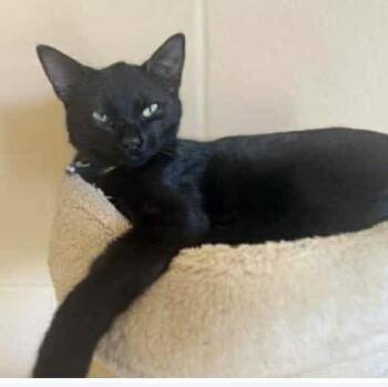 Rescue Domestic Medium Hair Cats for Adoption in Glocester, Rhode Island - Simba | PetCurious