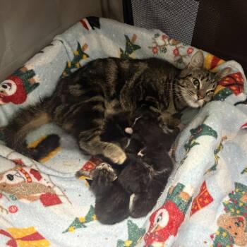 Domestic Short Hair Cats Available for Adoption in Chicago, Illinois - Mycelia | PetCurious