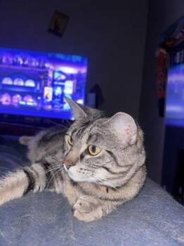 Domestic Short Hair Cats Available for Adoption in West Memphis, Arkansas - Ruby | PetCurious