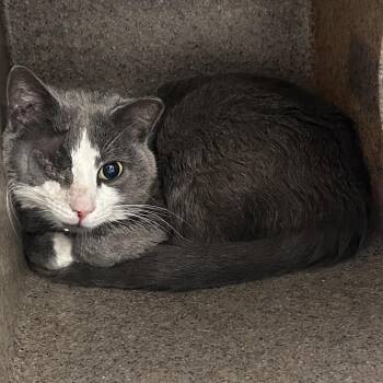 Reinhard -  Domestic Short Hair Cat for Adoption in Philadelphia, Pennsylvania - Reinhard | PetCurious