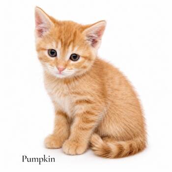 Pumpkin -  Domestic Short Hair Cat for Adoption in Stevensville, Michigan - Pumpkin | PetCurious