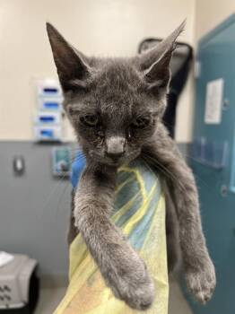 STEEL -  Domestic Short Hair Cat for Adoption in Las Vegas, Nevada - STEEL | PetCurious