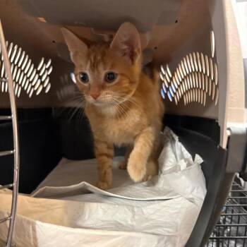 O Taylor -  Domestic Short Hair Cat for Adoption in Fredericksburg, Virginia - O Taylor | PetCurious