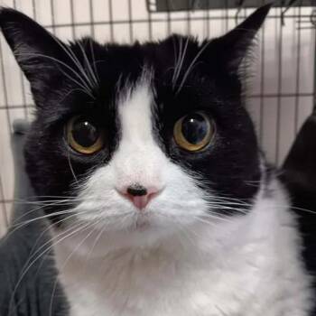 Linette -  Domestic Short Hair Cat for Adoption in Winthrop, Maine - Linette | PetCurious
