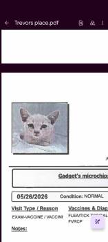 Gadget -  Domestic Short Hair Cat for Adoption in Parker, Colorado - Gadget | PetCurious