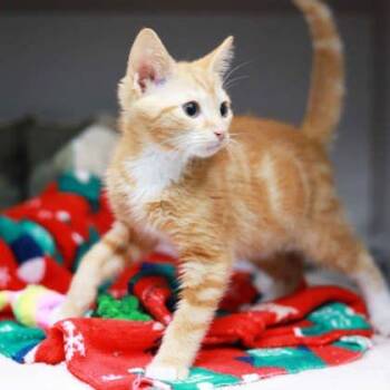 Juice -  Domestic Short Hair Cat for Adoption in Atlanta, Georgia - Juice | PetCurious