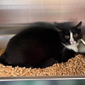 Domestic Short Hair Cats Available for Adoption in Keizer, Oregon - Stray 5/9/26 A64722 | PetCurious