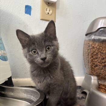 Vega -  Domestic Short Hair Cat for Adoption in Denver, Colorado - Vega | PetCurious