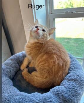 Ruger -  Domestic Short Hair Cat for Adoption in Cromwell, Kentucky - Ruger | PetCurious