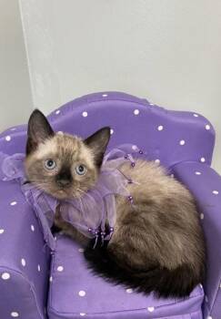 Siamese and Domestic Short Hair Cats Available for Adoption in Picayune, Mississippi - Calzone | PetCurious