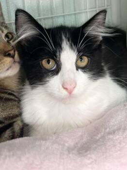 Catrick Swayze -  Domestic Medium Hair and Domestic Short Hair Cat for Adoption in Elmira, New York - Catrick Swayze | PetCurious